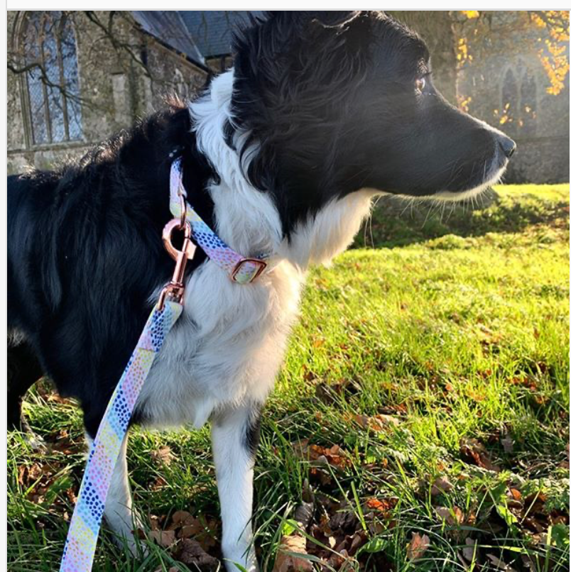 Rainbow Drops Fabric Covered Collar and Lead Set